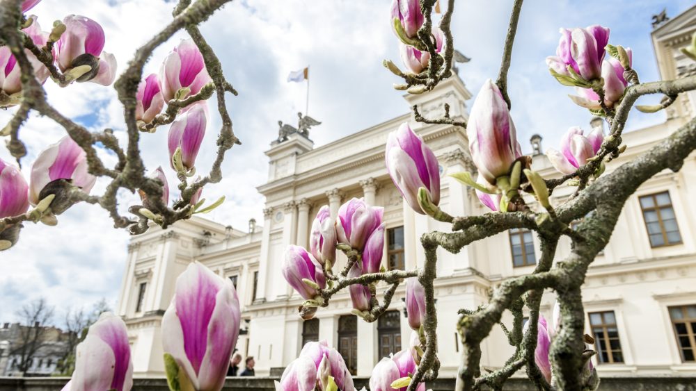 Universitetshuset i Lund med magnolior.