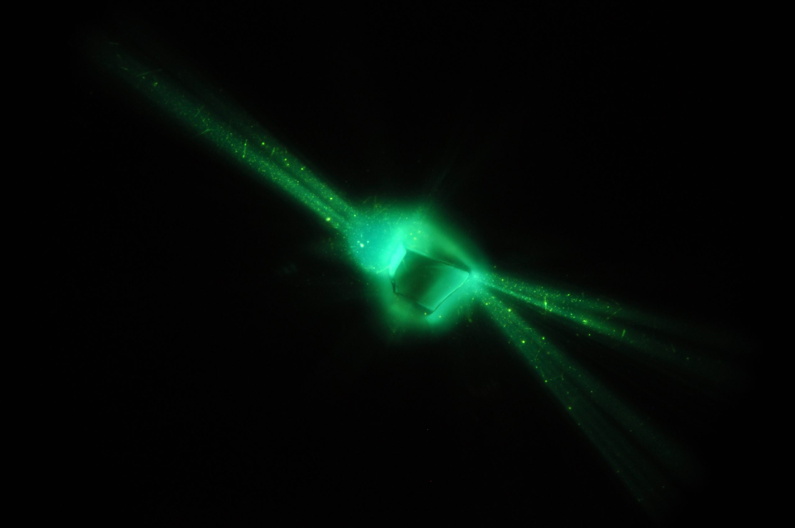 Green lasers on black background