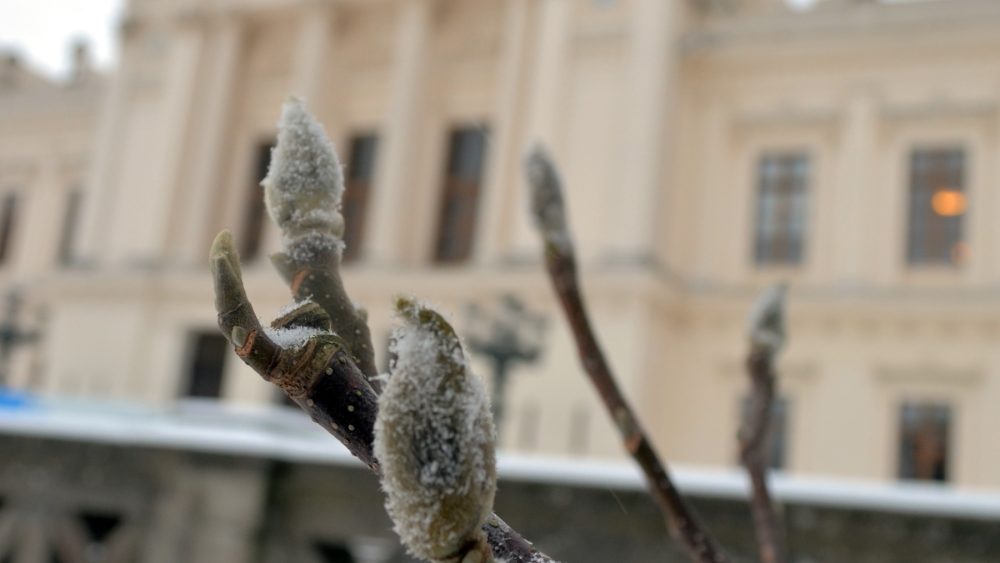 Frosty magnolia bud in front of the university building